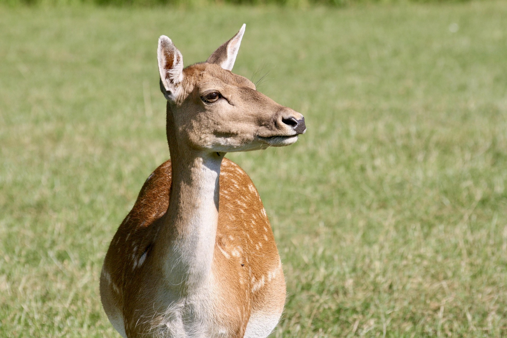 Жаңалықтар